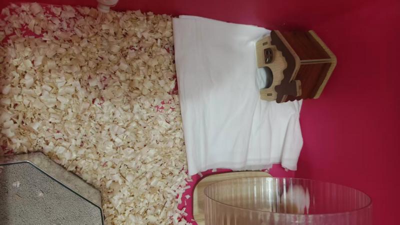 仓鼠尿沙几天换一次？（3个阶段更换技巧）