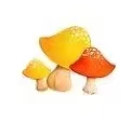 蘑菇看