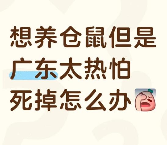 广东养仓鼠太热怕死掉怎么办？（个人经验分享）