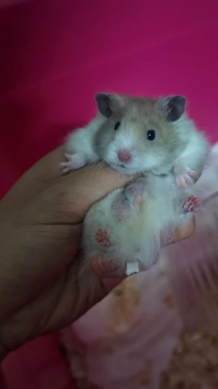 仓鼠在跑轮上乱尿怎么办？（详细解决步骤来了）