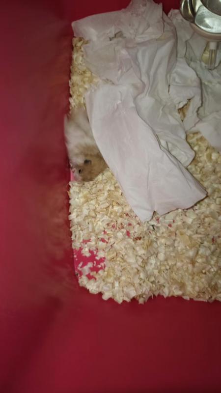 养仓鼠笼子价格贵怎么解决？（替代方案实测好用）